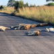 Lions enjoy some rest in South Africa’s tourist-free Kruger National Park.